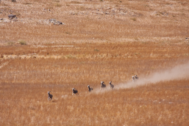 Running Argali